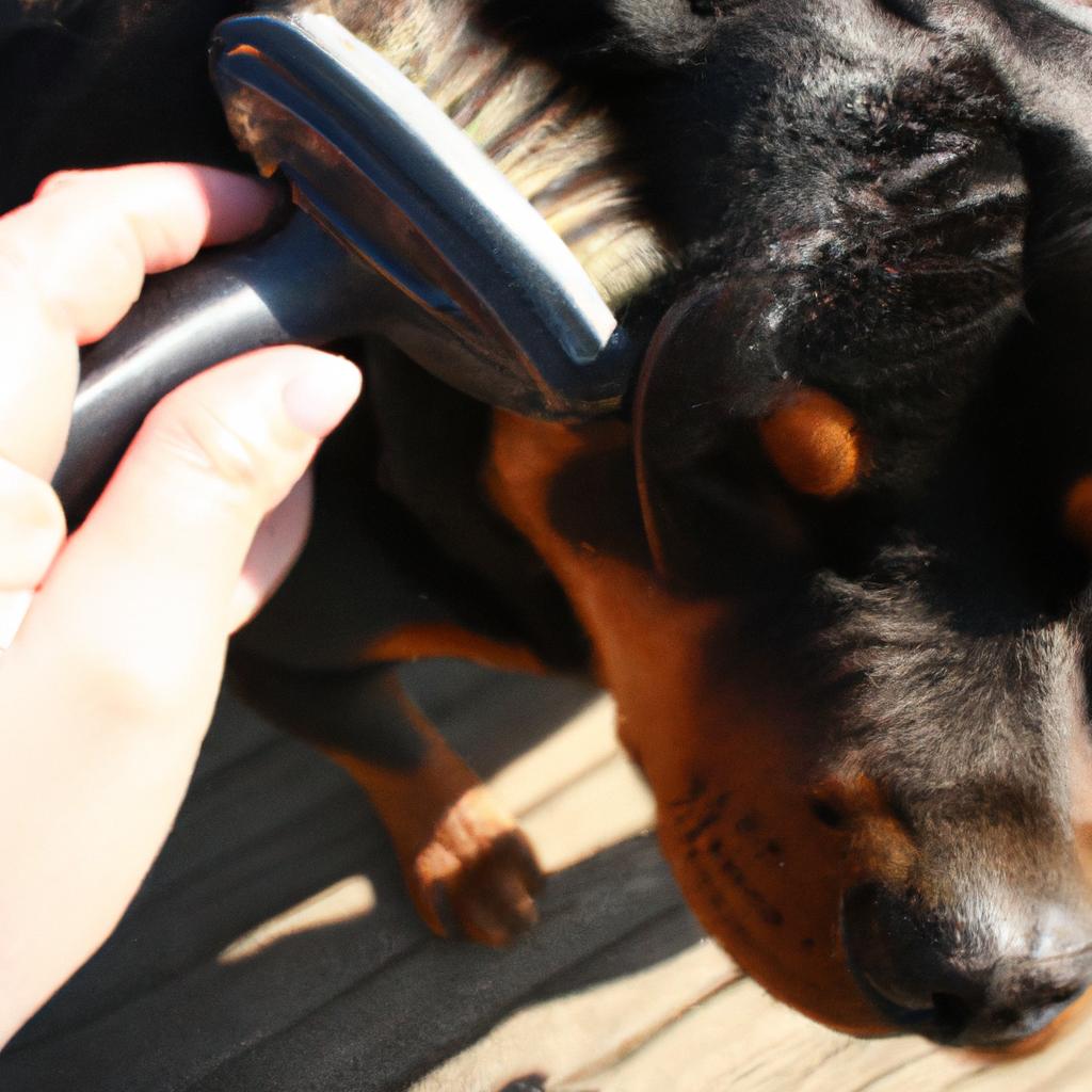 Person brushing Rottweiler's fur